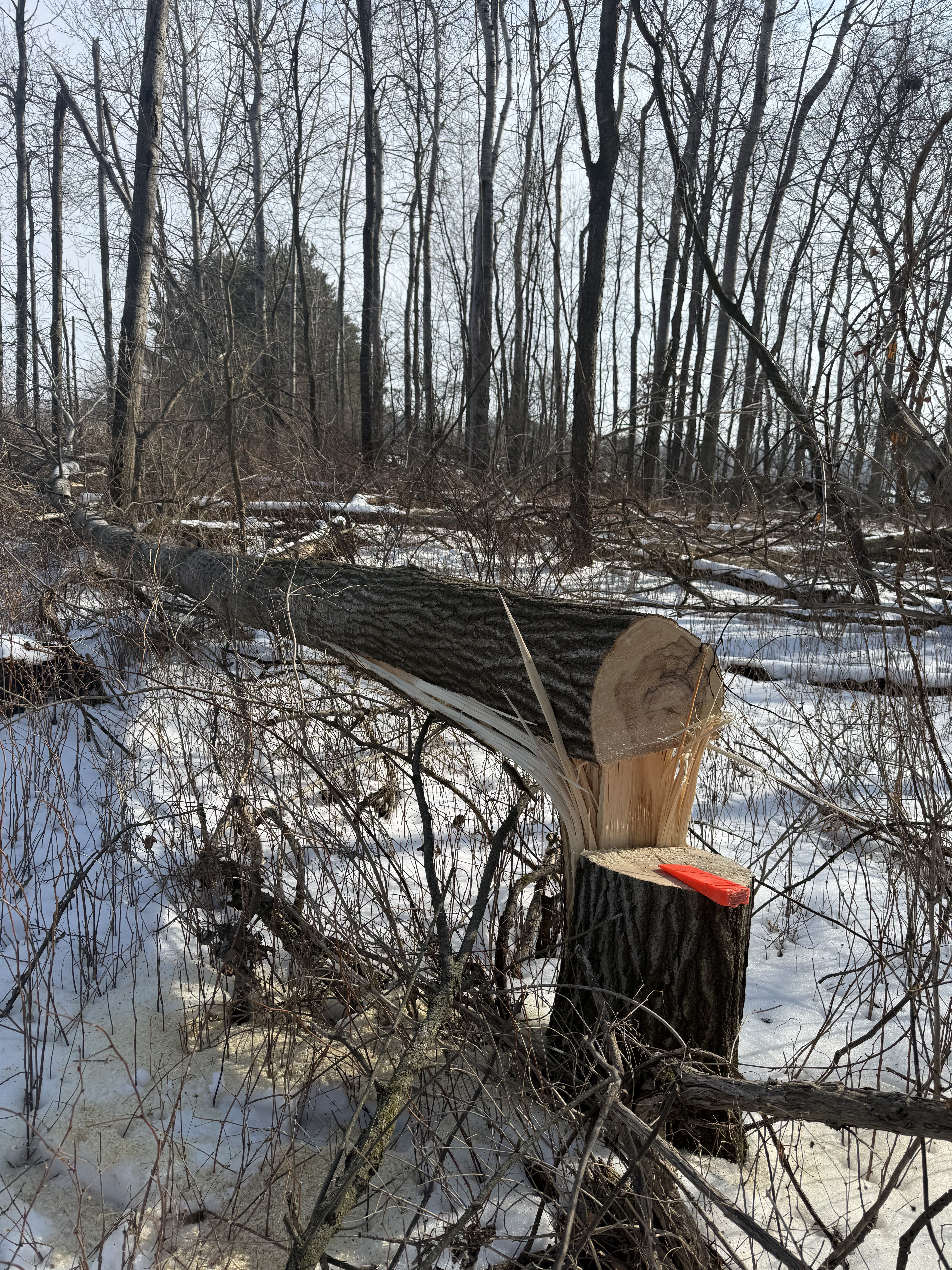 Hinge cut stump — bedding area creation