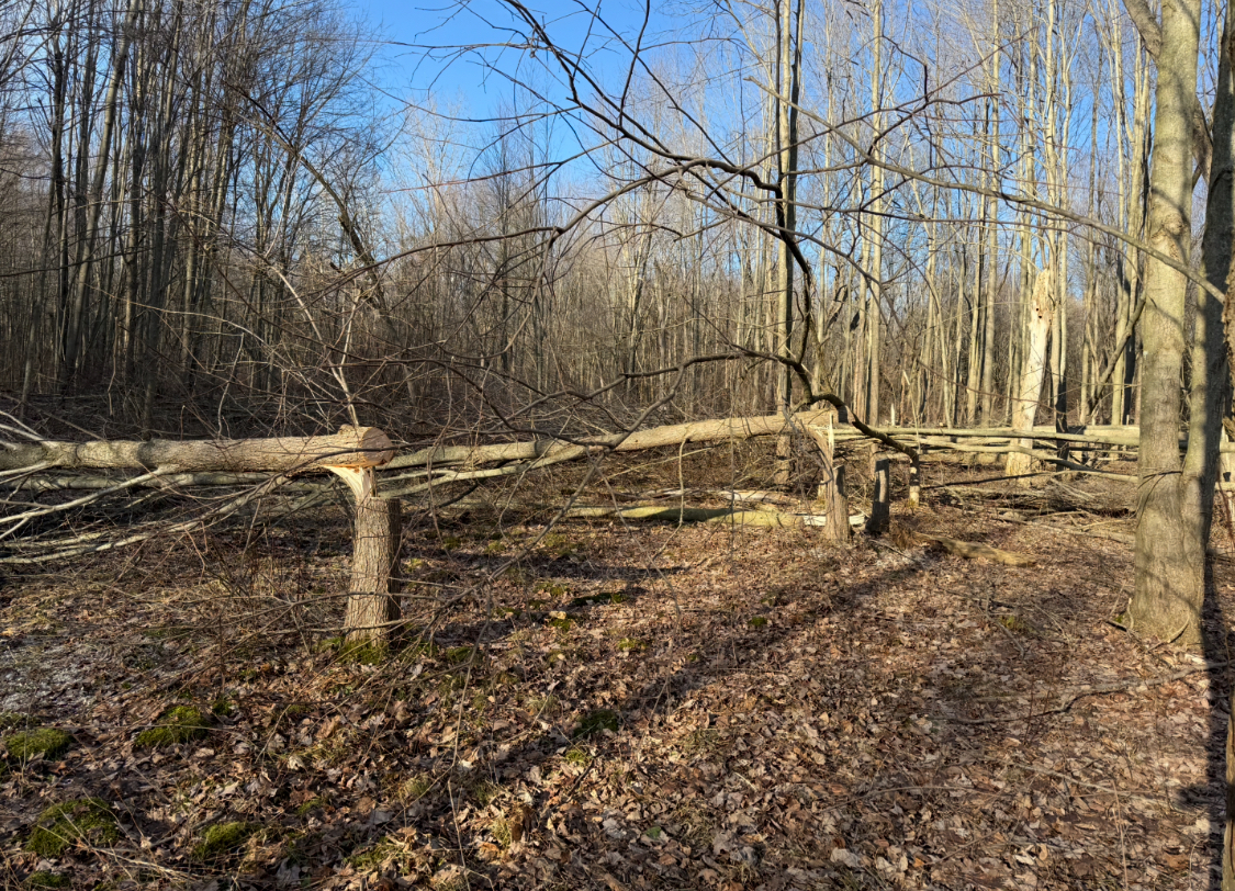 Hinge cut trees creating bedding cover in Michigan woods