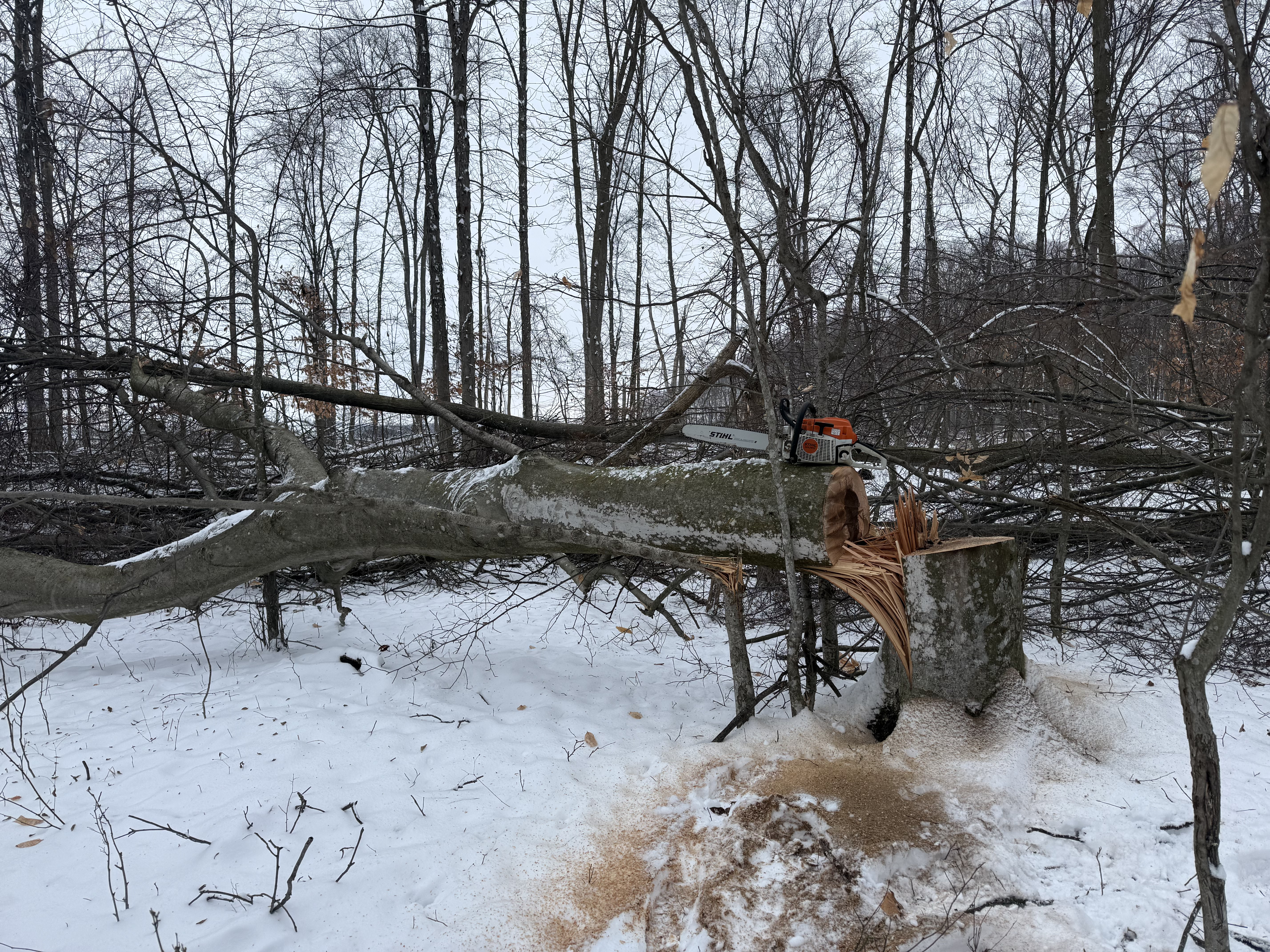 Chainsaw and timber stand improvement work in Michigan woods