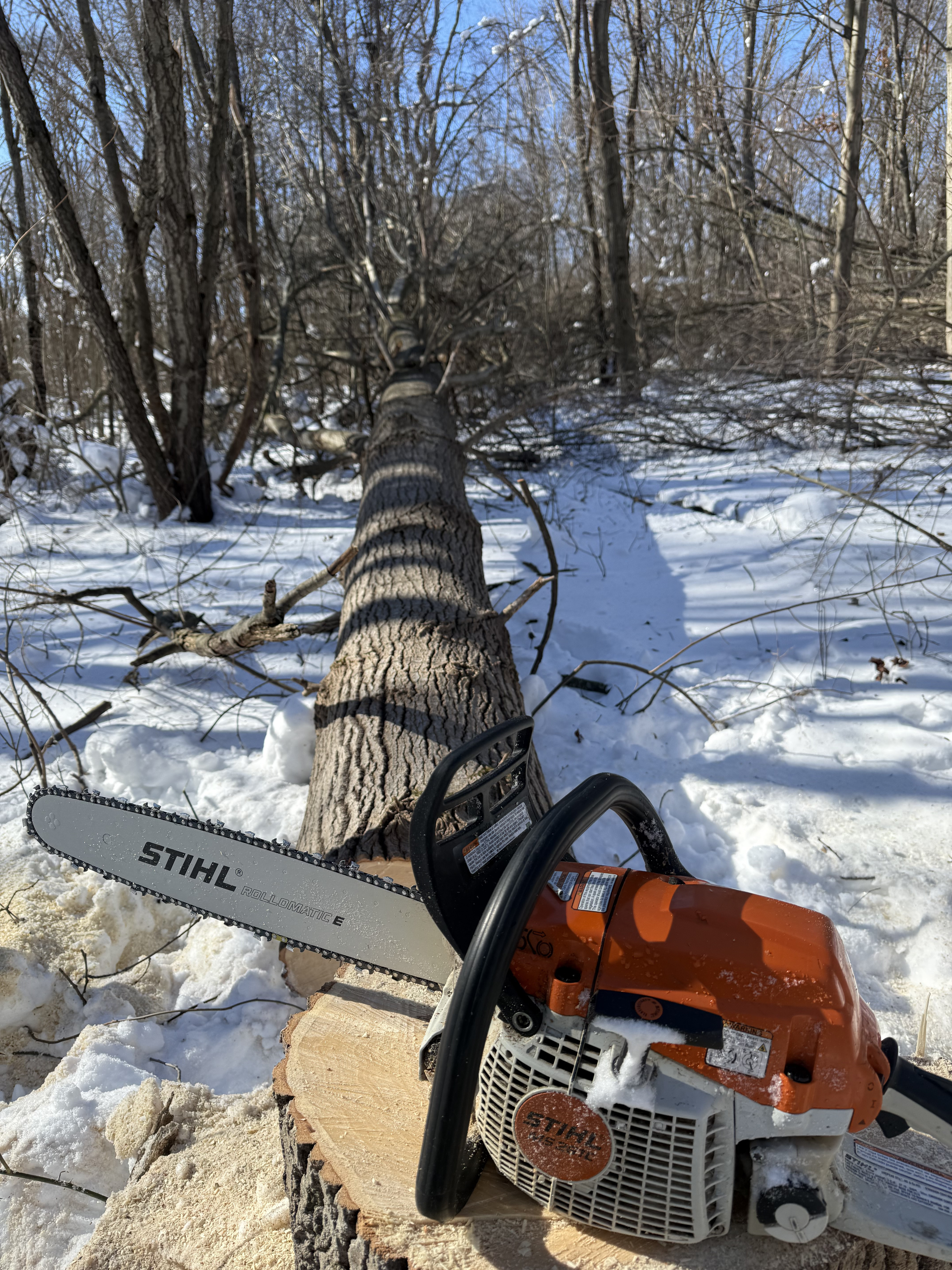 Stihl chainsaw — timber stand improvement